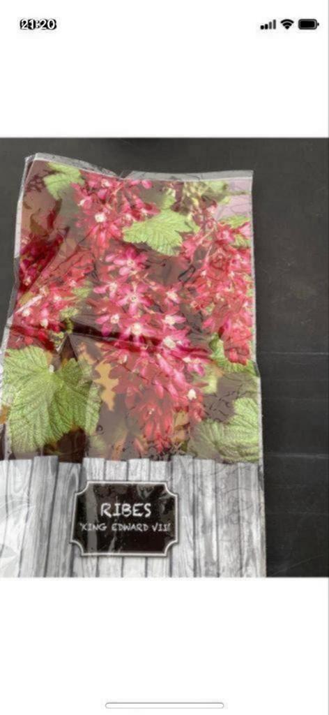 Ribes 'King Edward VII' - Sierbes in pot, Tuin en Terras, Volle zon, Vaste plant, Lente, Ophalen