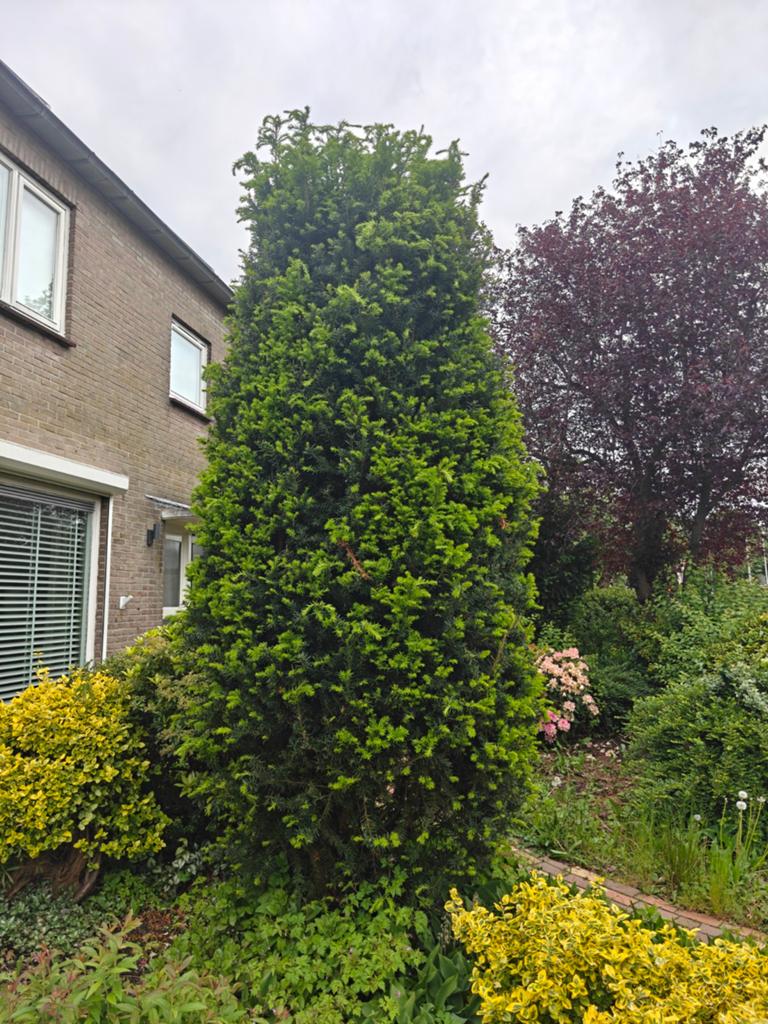 Buxus baccata, Tuin en Terras, Planten | Bomen, Bloeit niet, Overige soorten, 250 tot 400 cm, Ophalen
