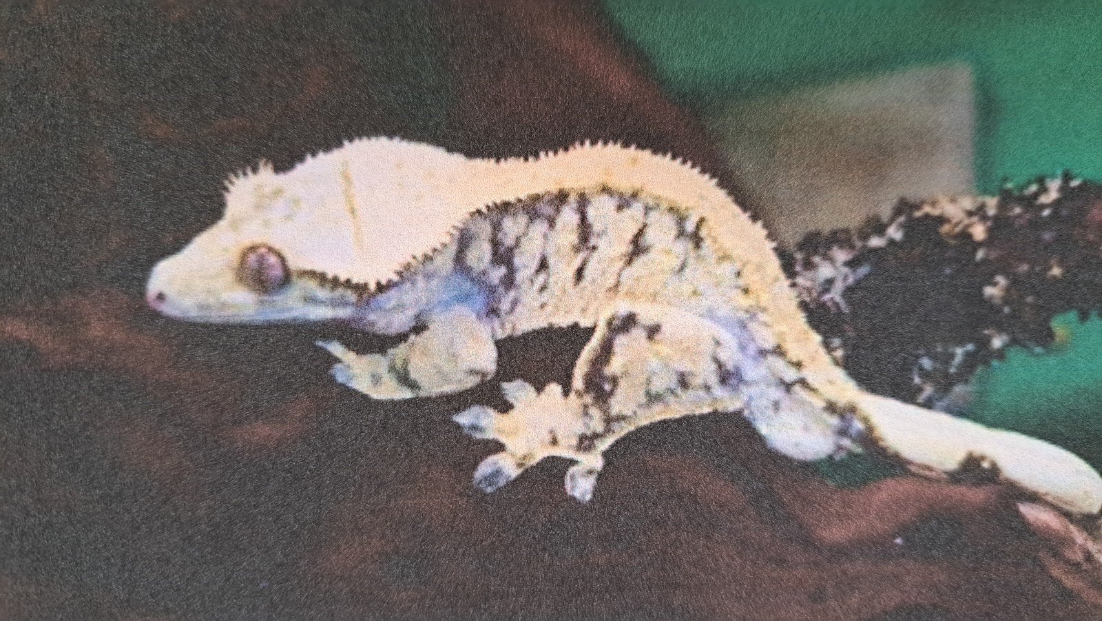 Wimpergekko Lilly white quad stripe. Goede lijn. Baby Crested Gecko photo 5