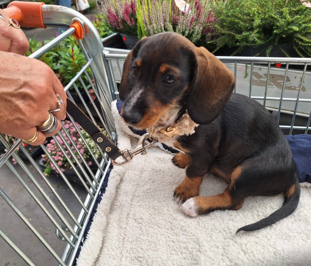 🩷🐾 Super lief dwergteckel dwerg teckel teefje Saartje 🐾🩷, Dieren en Toebehoren, Honden | Teckels en Dashonden, Parvo, 8 tot 15 weken