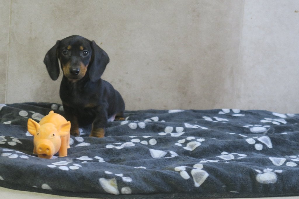 Black and tan Korthaar dwerg Teckel pups reutjes, Parvo, Nederland, Reu, 8 tot 15 weken