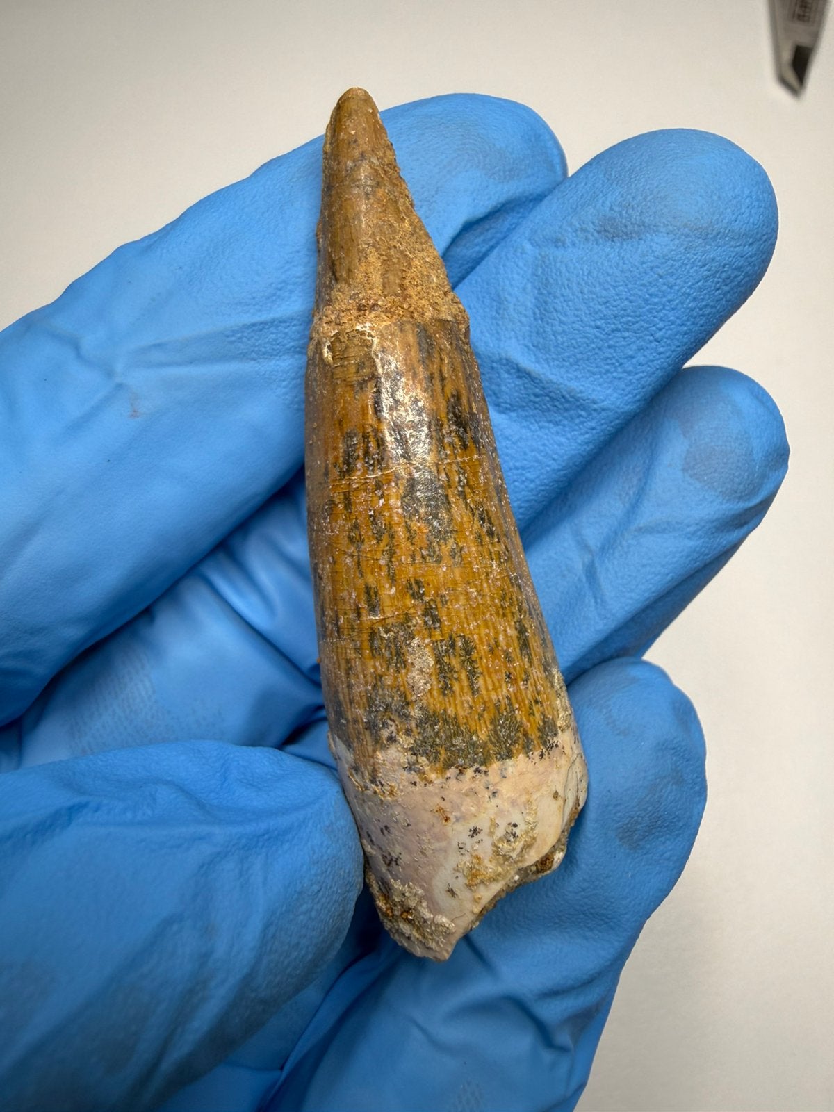 Spinosaurus tand, Ophalen of Verzenden, Fossiel