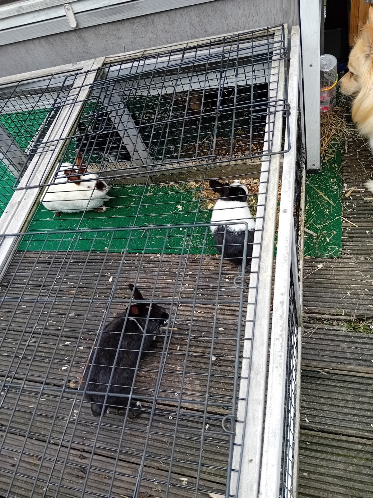 Konijnen, Meerdere dieren