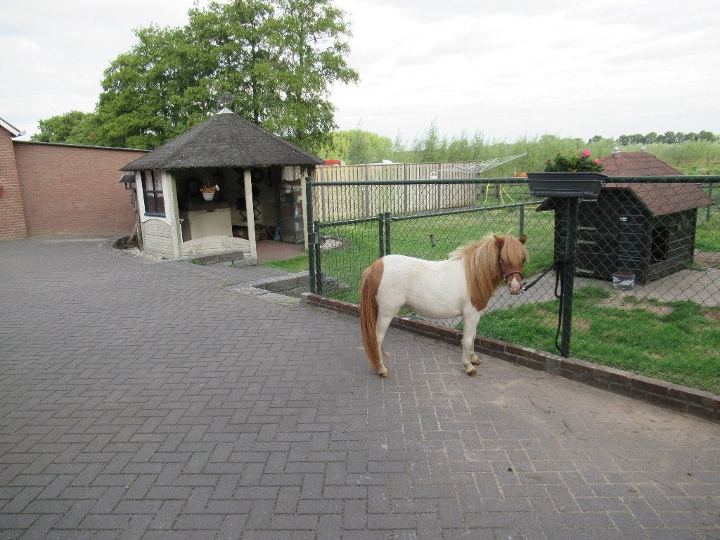 Creme-dunbont merrietje Mis Saigon, Dieren en Toebehoren, Merrie, Dressuurpony, 0 tot 2 jaar, A pony (tot 1.17m)