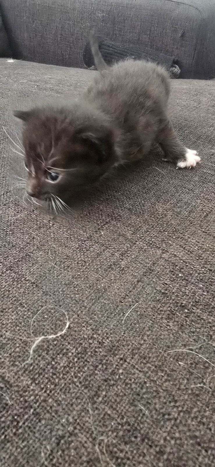 kittens katten poezen, Meerdere dieren, Kortharig, 0 tot 2 jaar