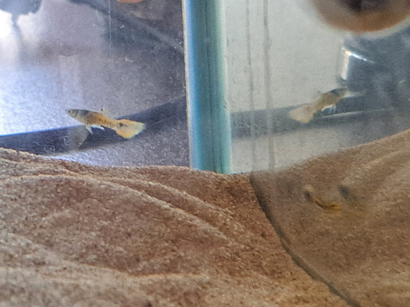 Twee mooie endler guppy's te koop, Dieren en Toebehoren, Vis, Zoetwatervis