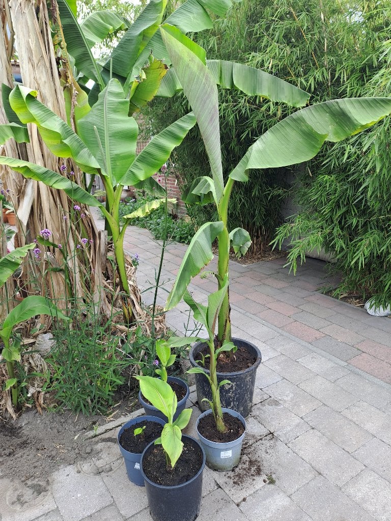 bananenplanten, Ophalen, Vaste plant, Overige soorten, Volle zon