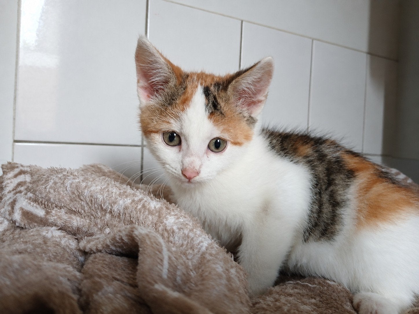 mooie lieve kittens, Poes, Kortharig