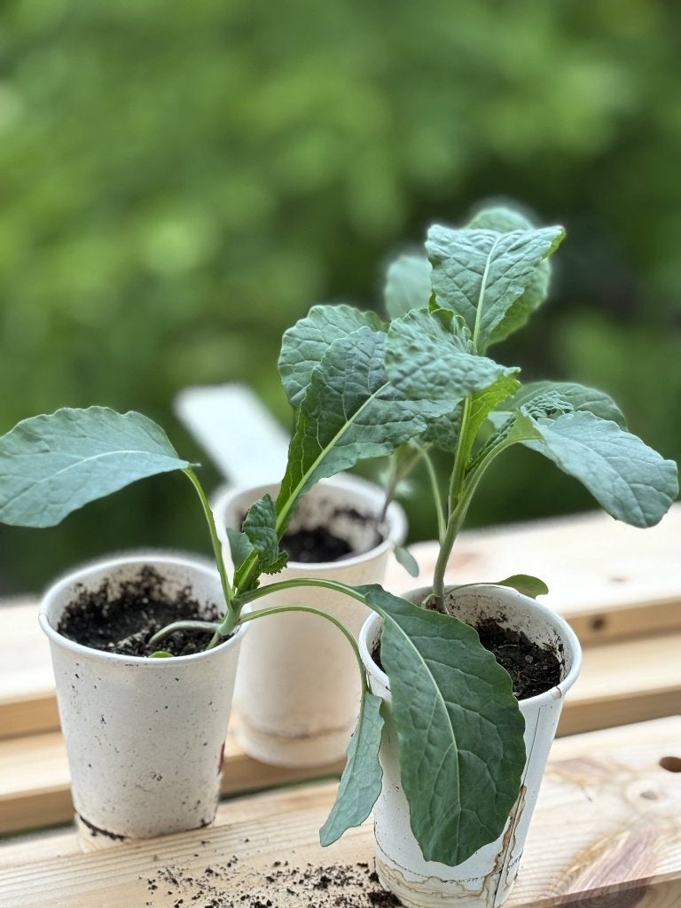 Palmkool plantjes (bio), Tuin en Terras, Ophalen, Eenjarig, Groenteplanten, Volle zon
