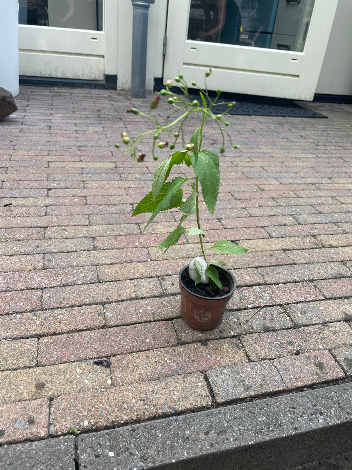 🐝 Knopig helmkruid inheemse plant biologisch, Vaste plant, Halfschaduw, Zomer, Ophalen