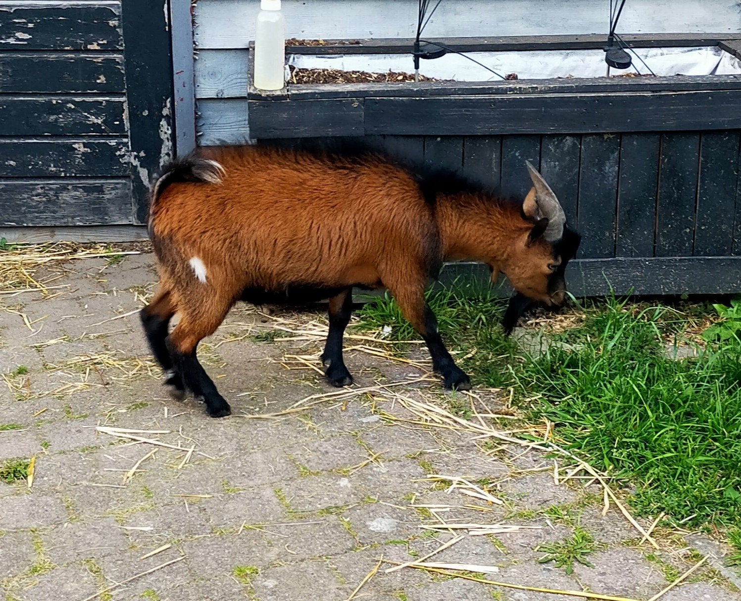 Geiten bok, Mannelijk, Geit, 0 tot 2 jaar