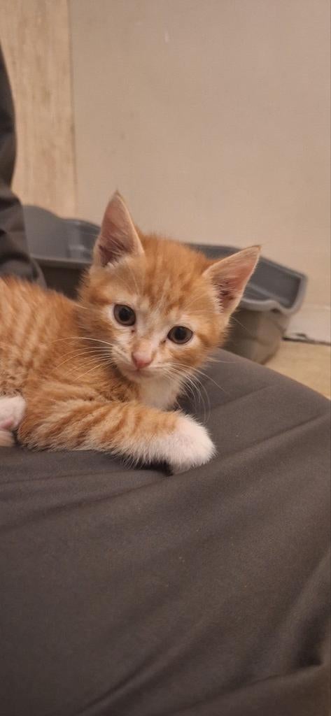 Nog 2 prachtige kittens te koop, Dieren en Toebehoren, Katten en Kittens | Overige Katten, Meerdere dieren, 0 tot 2 jaar