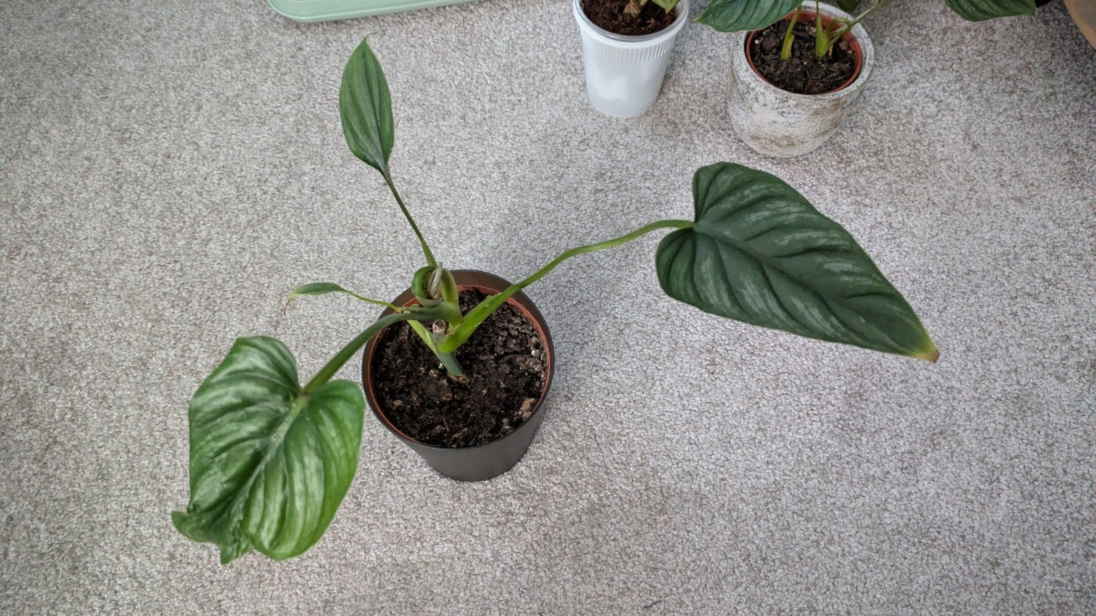 Philodendron Mamei, Huis en Inrichting, Kamerplanten, Ophalen of Verzenden, Halfschaduw, Minder dan 100 cm