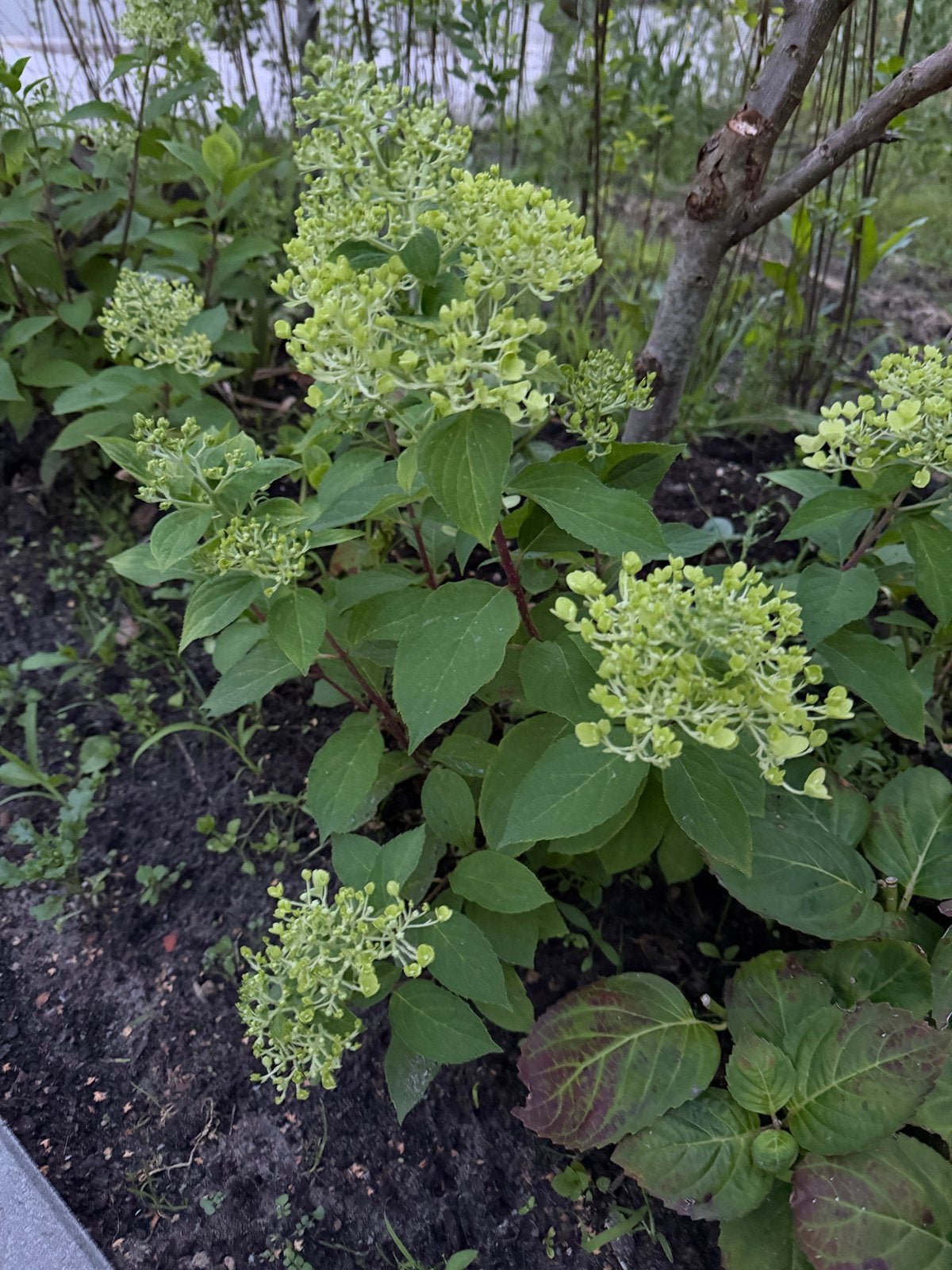 5 x Hortensia 'Little Lime' - Compacte en bloeiende plant, Tuin en Terras, Overige soorten, Volle zon, Vaste plant, Ophalen of Verzenden