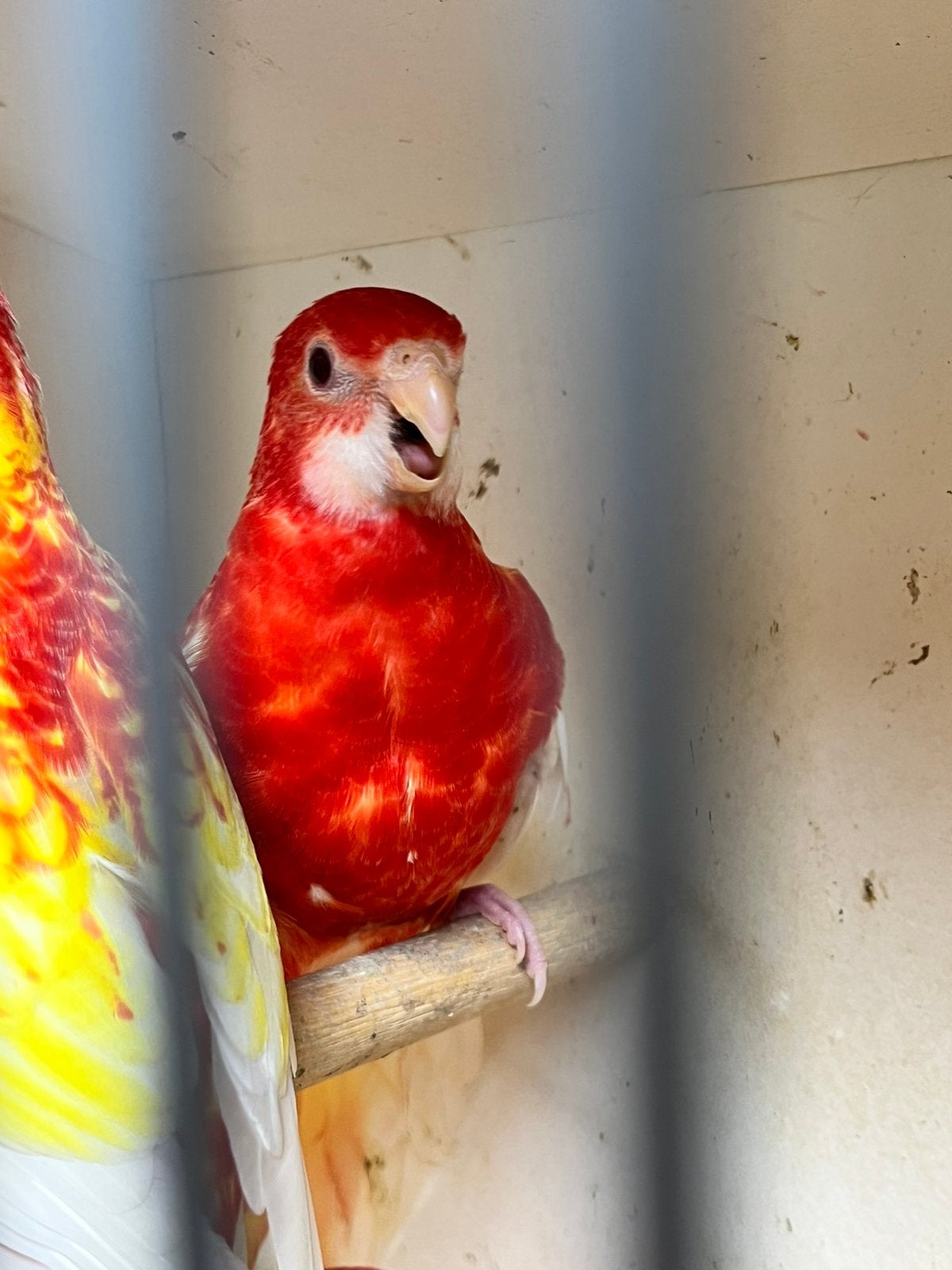 Te koop rubino Rosella’s, Dieren en Toebehoren