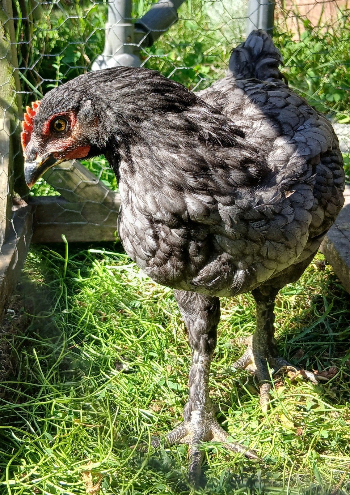 zwarte en blauwe brahma groot x jersey giant hanen haantjes, Mannelijk