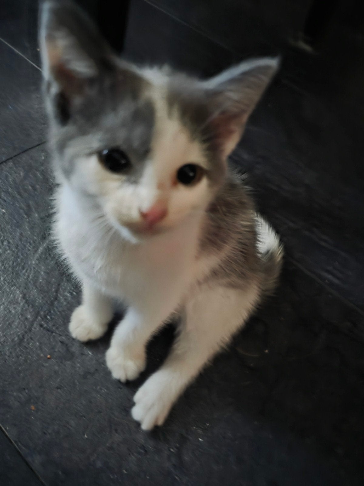 3 lieve kittens  9 weken oud mogen het nest verlaten, Dieren en Toebehoren, Katten en Kittens | Overige Katten, Meerdere dieren