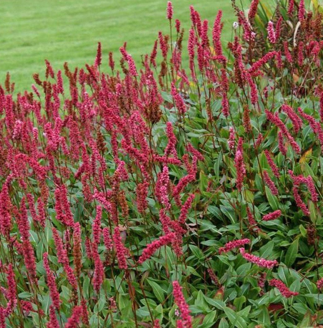 Vaste tuinplanten / grassen / vijverplanten en fruitplanten, Tuin en Terras, Ophalen, Volle zon, Vaste plant, Zomer