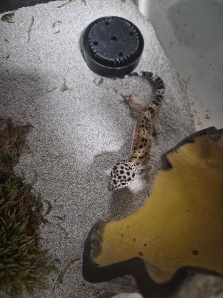 Luipaard gekko, Hagedis, 0 tot 2 jaar