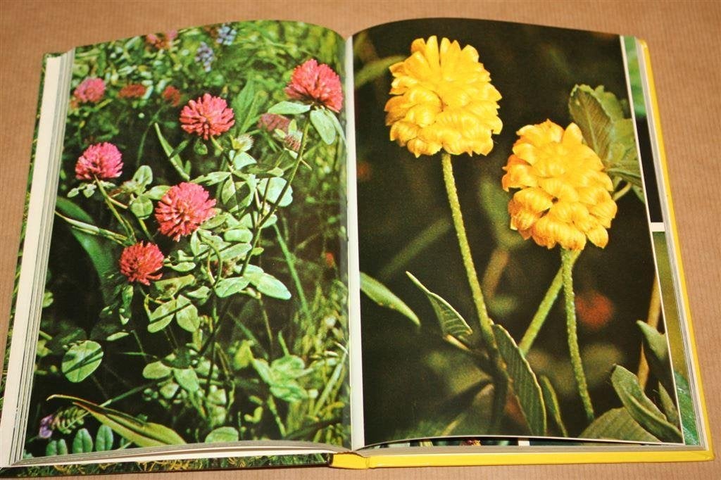 Weidebloemen en akkerbloemen - Helmut Freitag, Ophalen of Verzenden, Gelezen, Bloemen, Planten en Bomen