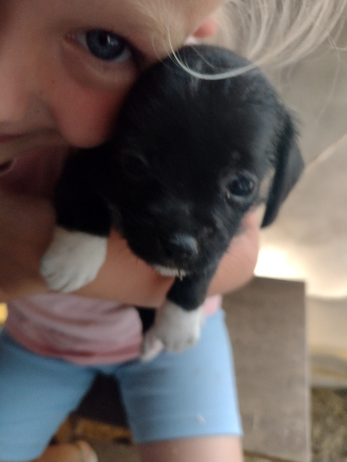 leuke kruising pups, Dieren en Toebehoren, Honden | Niet-rashonden, Klein, Meerdere dieren, Particulier, Meerdere, Nederland, 8 tot 15 weken