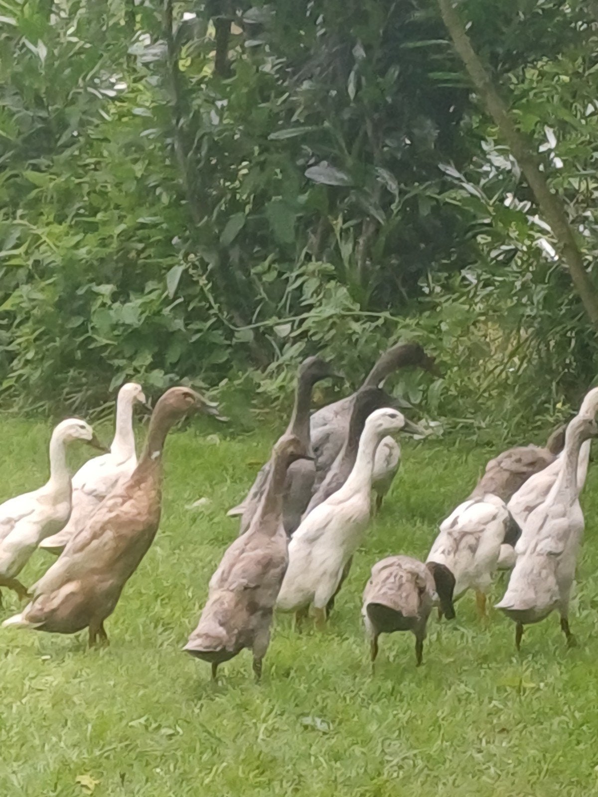 Indische loopeenden, Dieren en Toebehoren, Pluimvee, Meerdere dieren, Eend