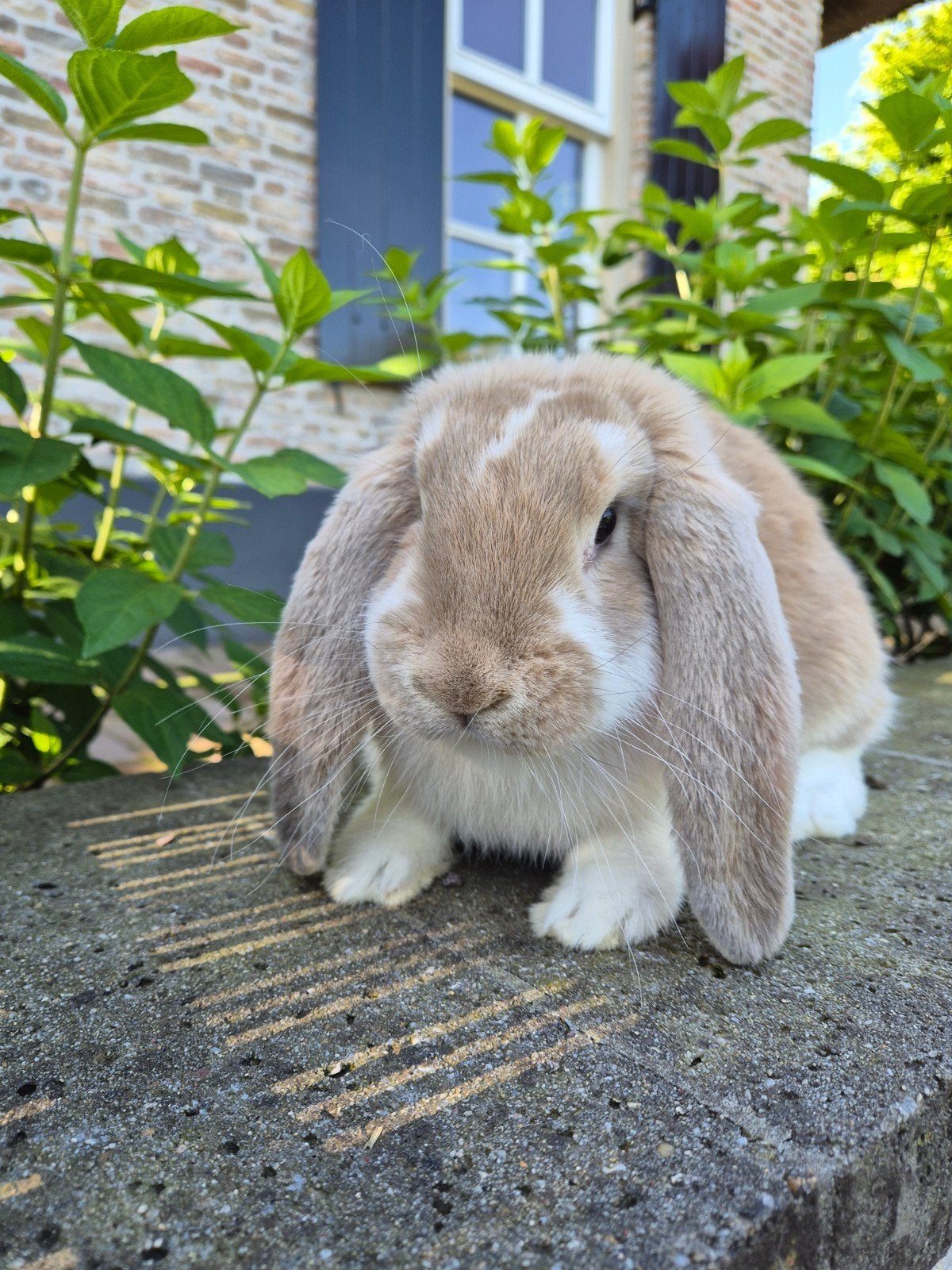 Franse hangoor voedster mignon bont, Vrouwelijk, Groot, Hangoor
