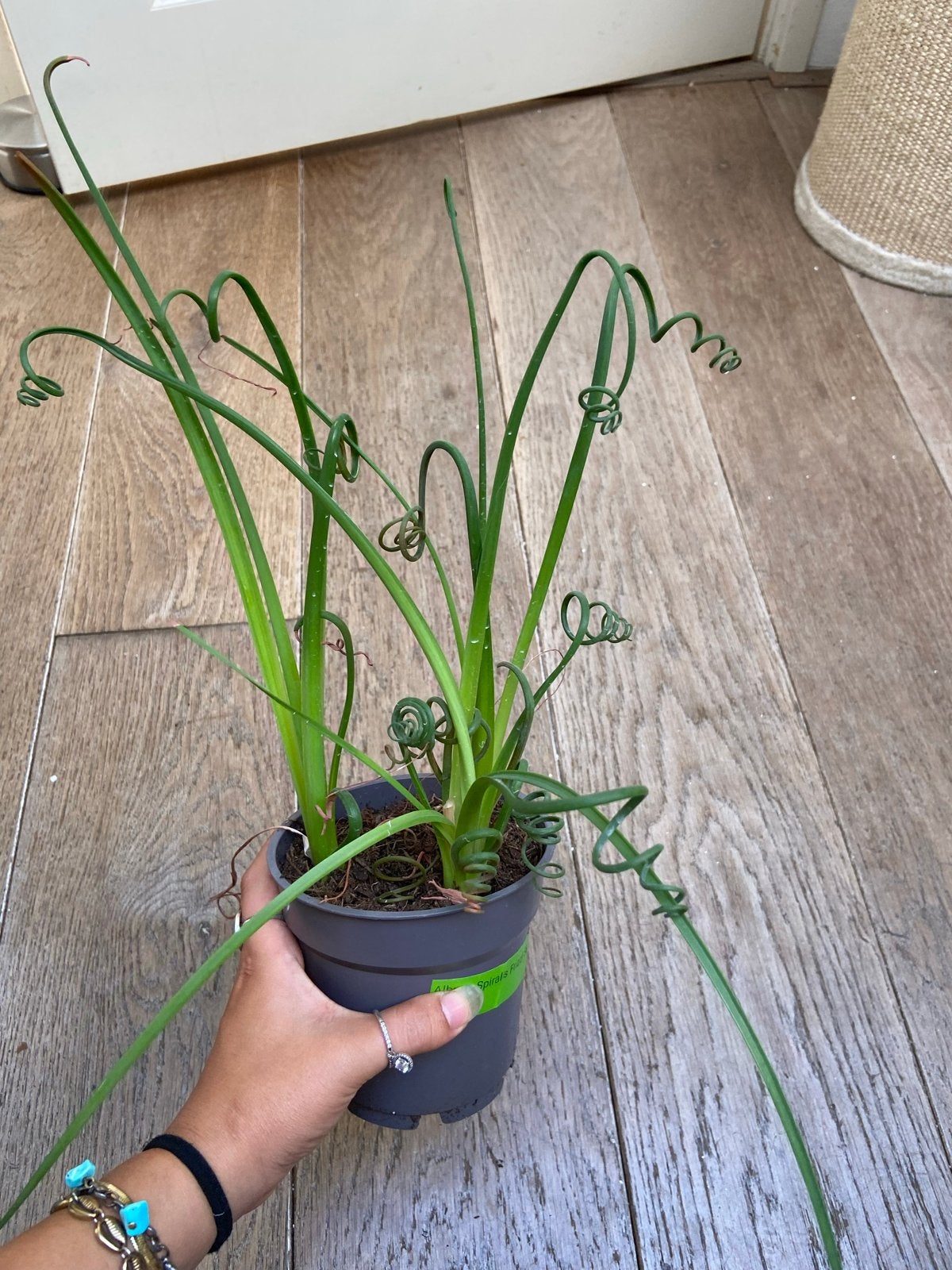 Bijzondere Spiralis Frizzle Sizzle plant, Overige soorten, In pot, Minder dan 100 cm, Groene kamerplant