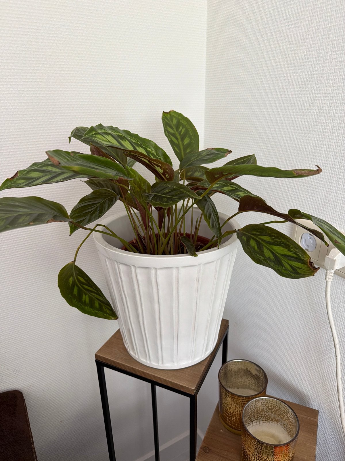 Mooie Calathea in witte pot, Ophalen, Overige soorten, Halfschaduw, In pot