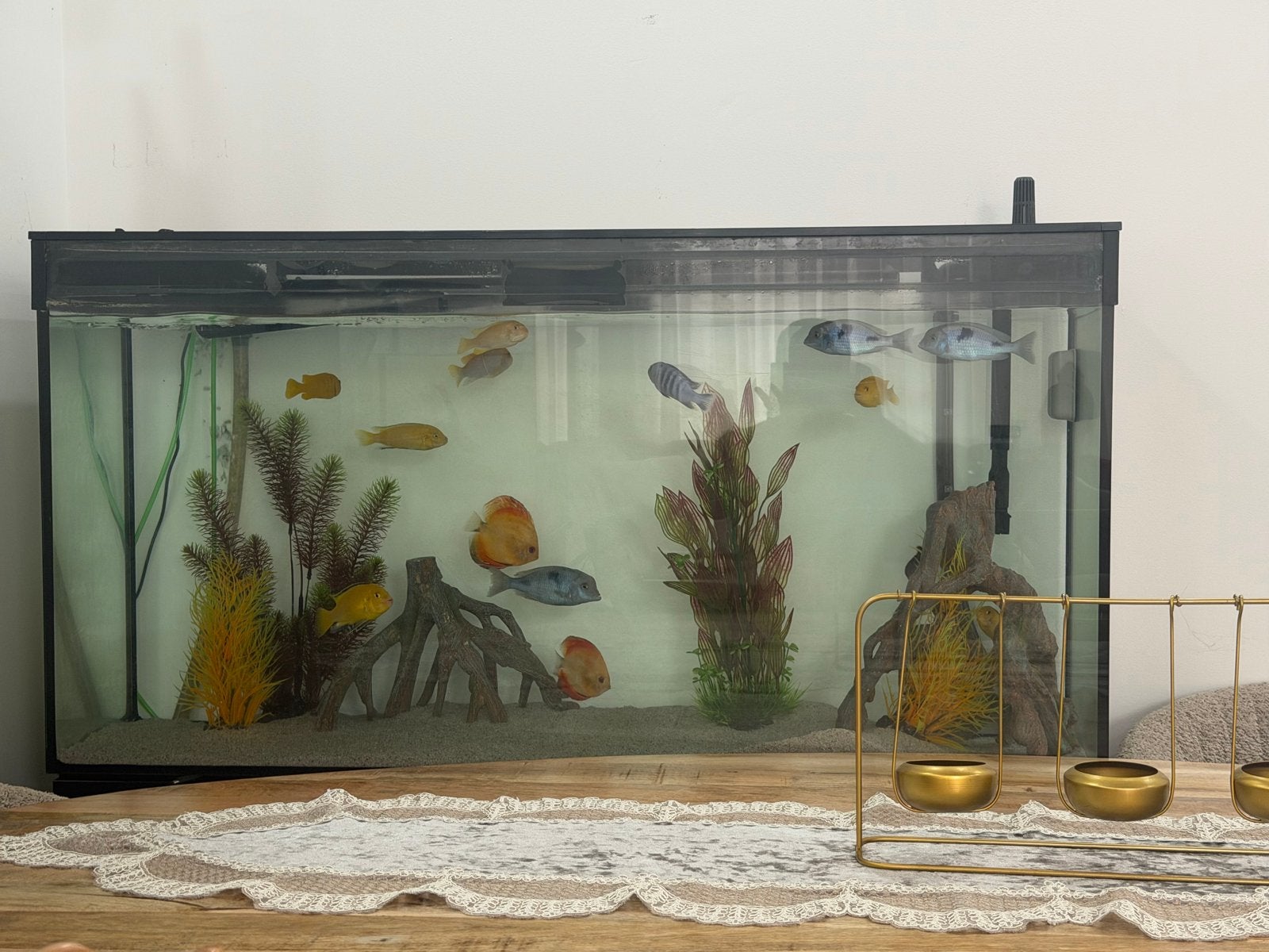 Snell mut weg, Dieren en Toebehoren, Vissen | Aquaria en Toebehoren, Ophalen of Verzenden