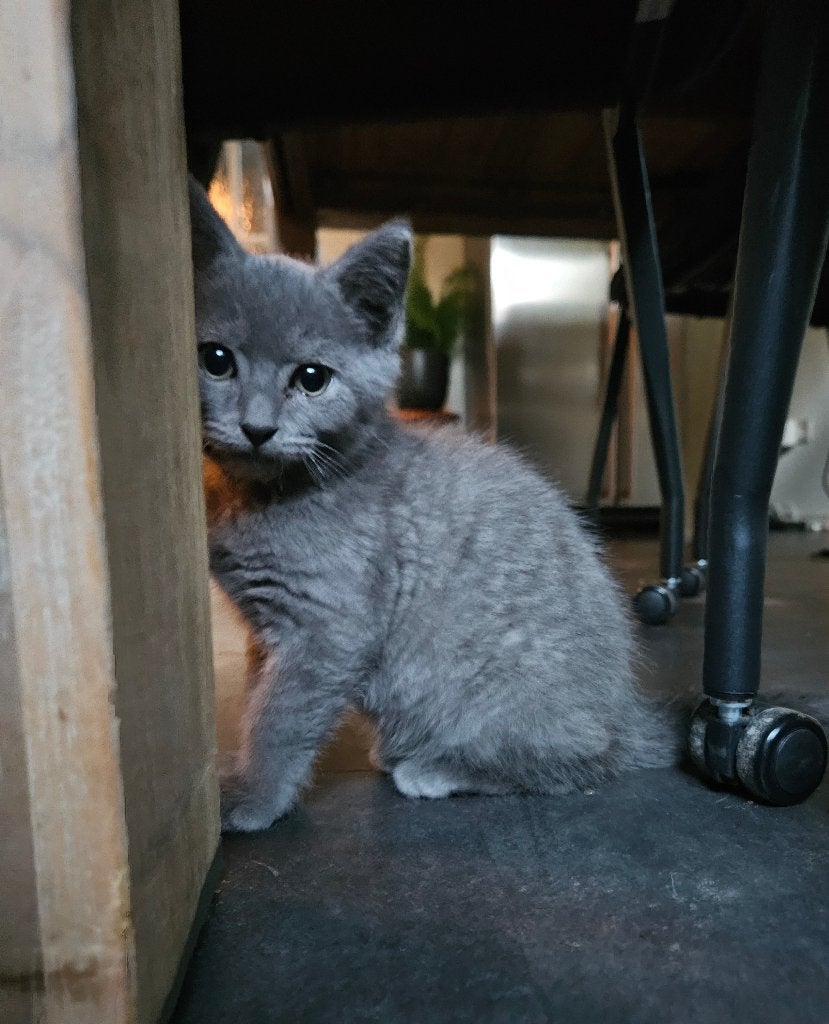 Lieve Britse korthaar-Blauwe Rus kittens.(nog 2 beschikbaar), Meerdere dieren, Kortharig, 0 tot 2 jaar