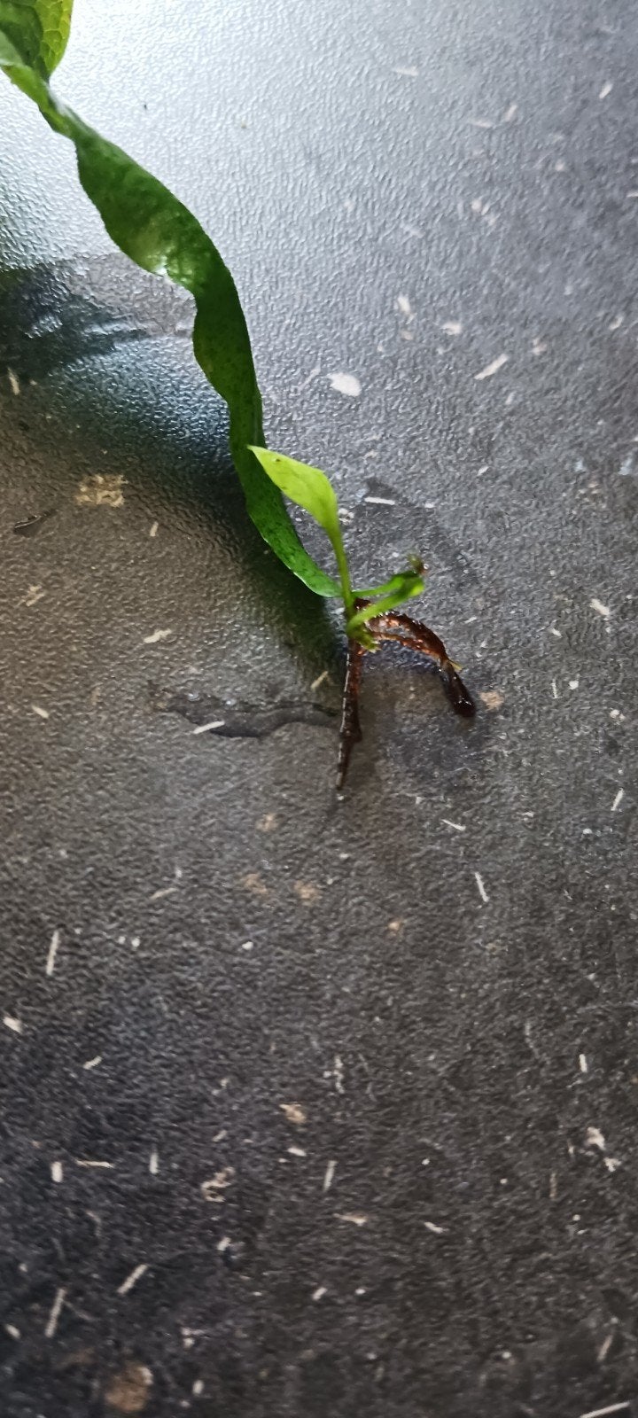 aquariumplanten javavaren, Dieren en Toebehoren, Vissen | Aquariumvissen, Vis