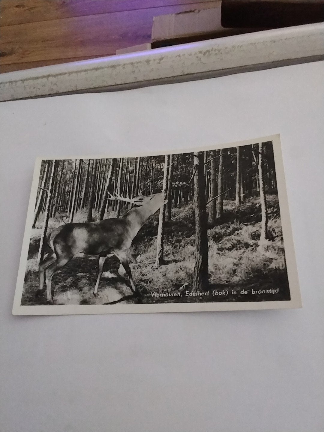 Oude ansichtkaart: Edelhert in de bronstijd, Vierhouten, Ophalen of Verzenden, 1940 tot 1960, Ongelopen, Gelderland