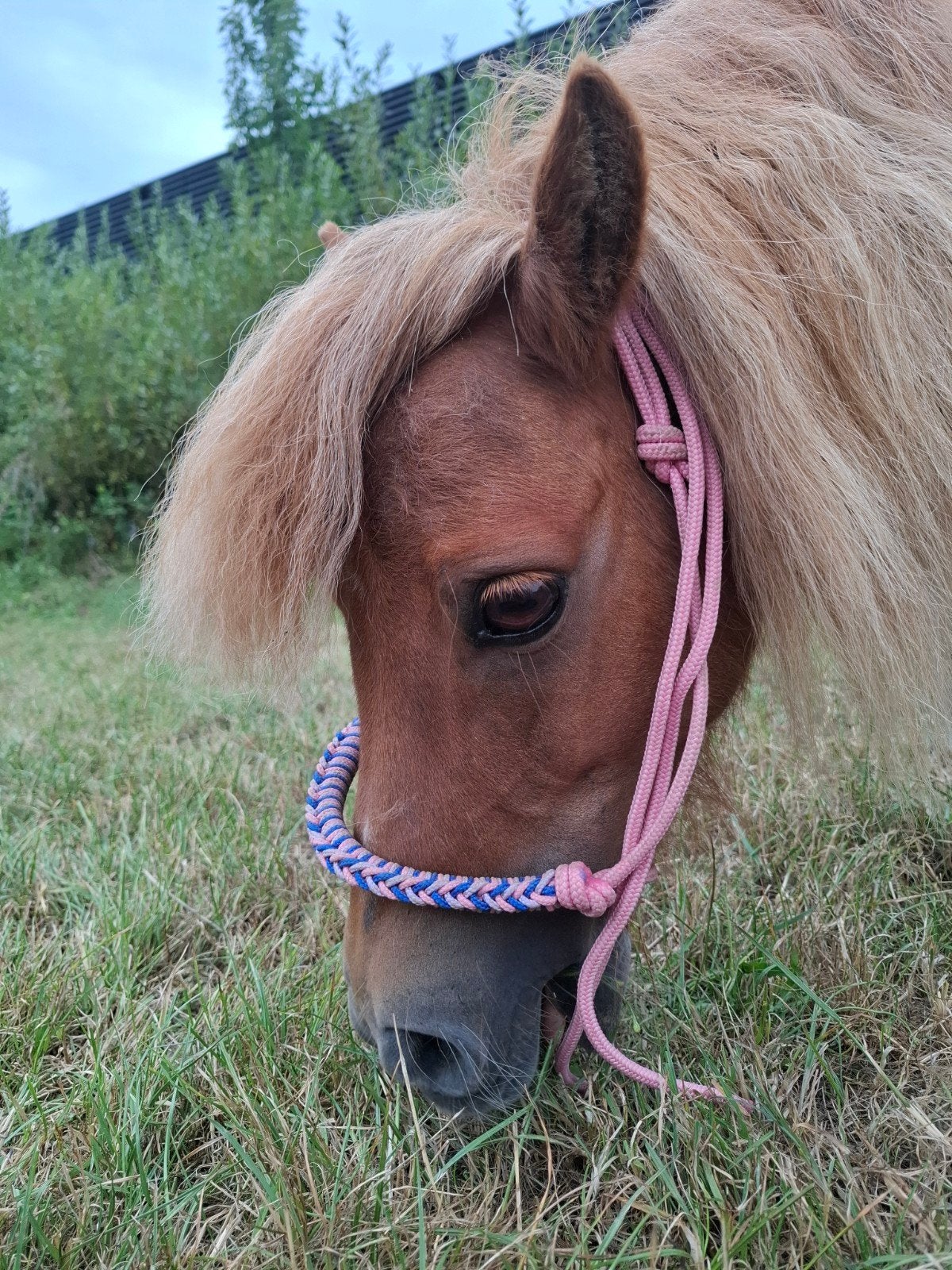 € 225 Geschikte troetelpony voor de allerkleinste kindjes, Merrie, A pony (tot 1.17m), Gechipt, 11 jaar of ouder