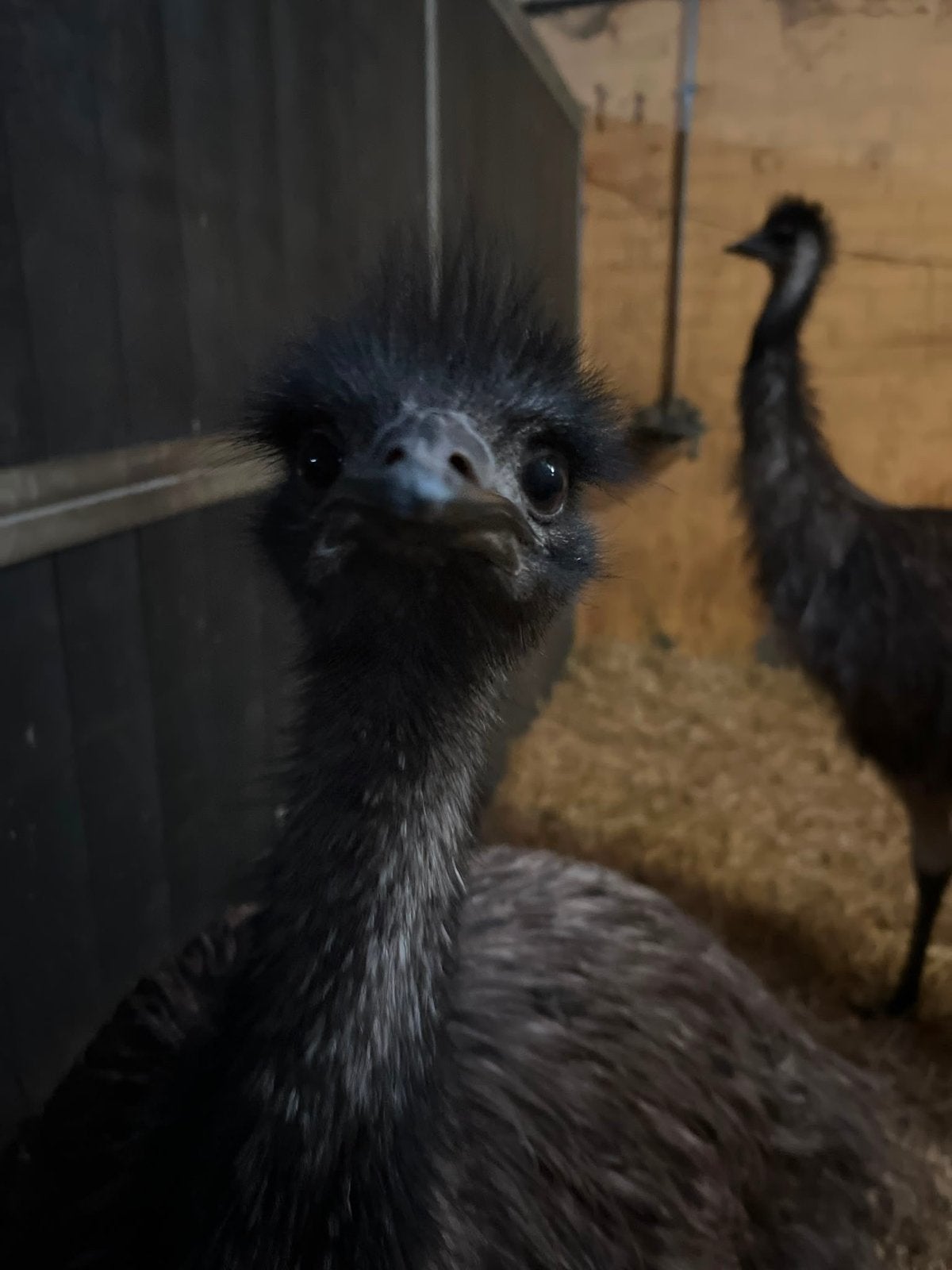 2 leuke emoes, Dieren en Toebehoren