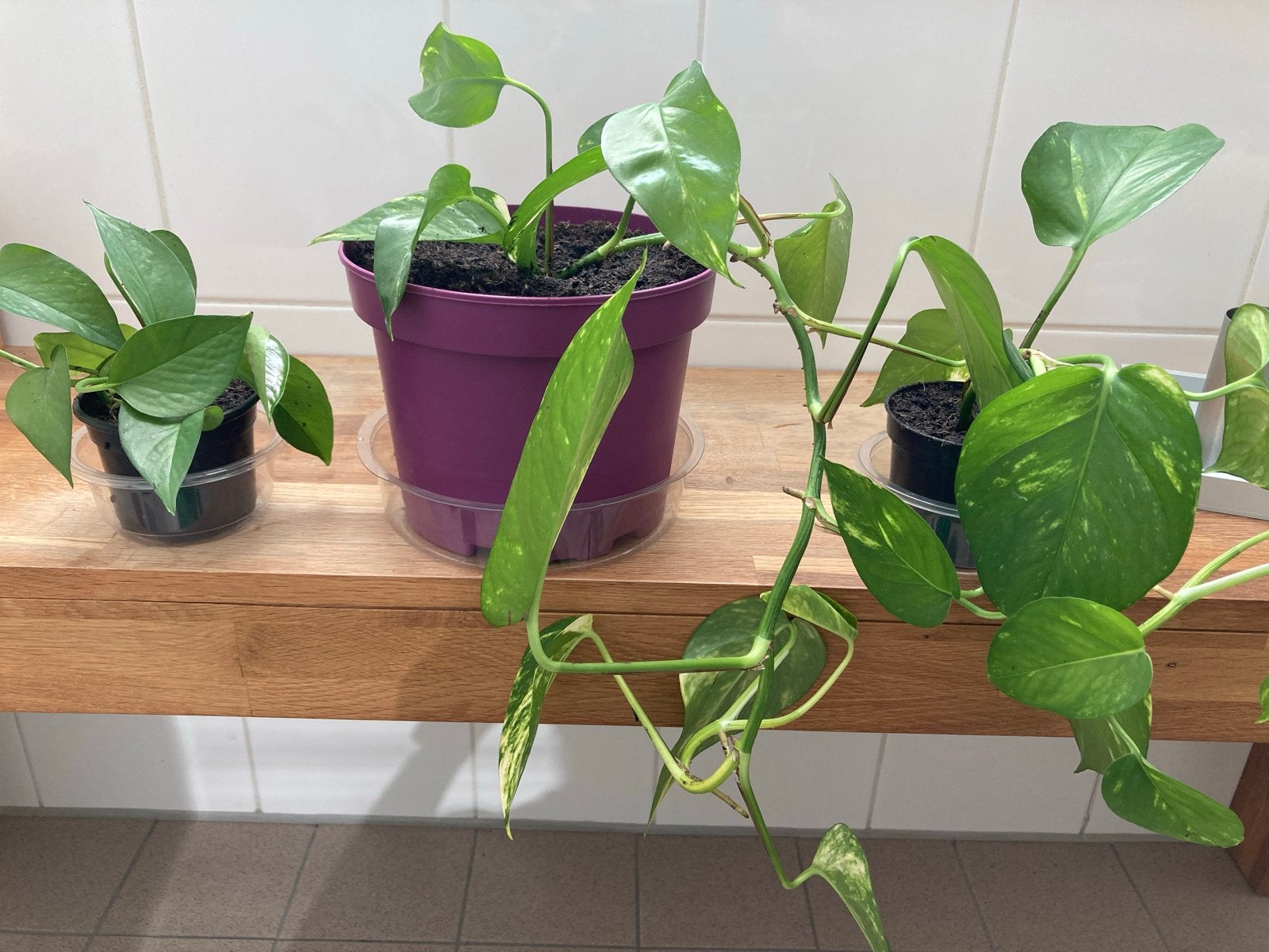 Epipremnum Aureum (Scindapsus) - Stekjes en planten, Huis en Inrichting, Overige soorten, Minder dan 100 cm, Groene kamerplant