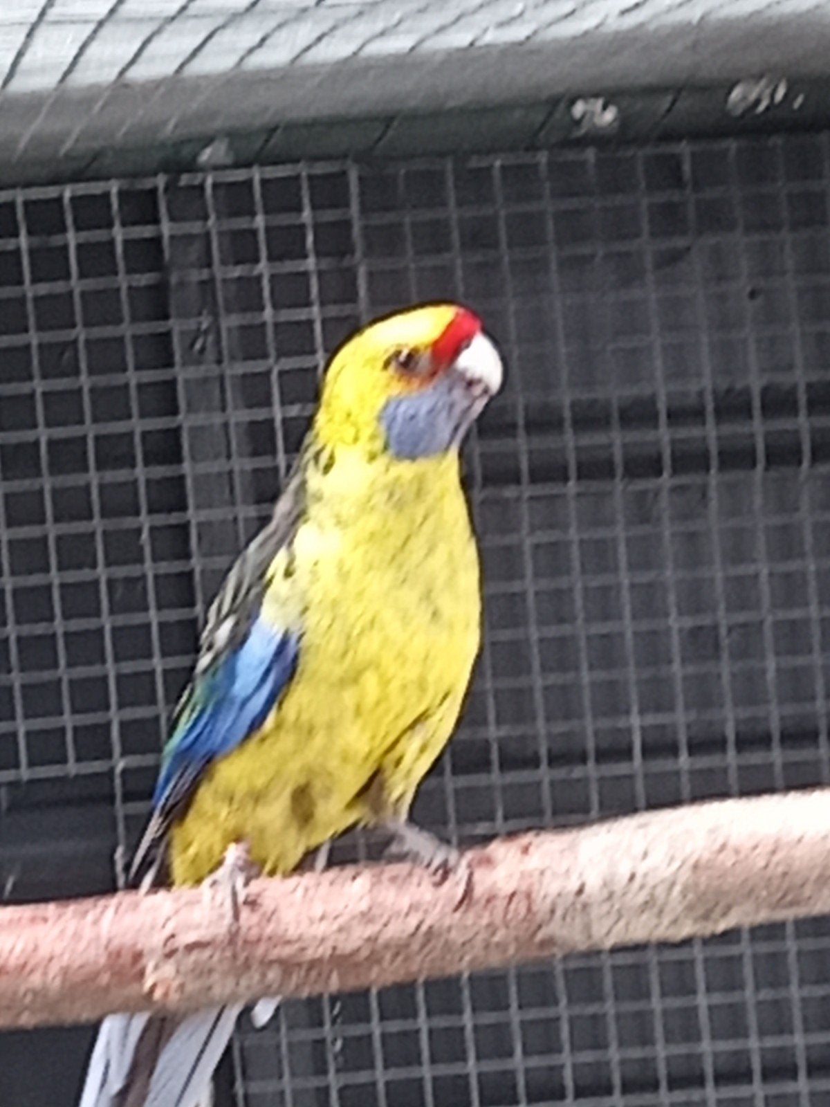 Koppel  Geelbuikrosella, s, Dieren en Toebehoren, Vogels | Parkieten en Papegaaien, Meerdere dieren, Parkiet