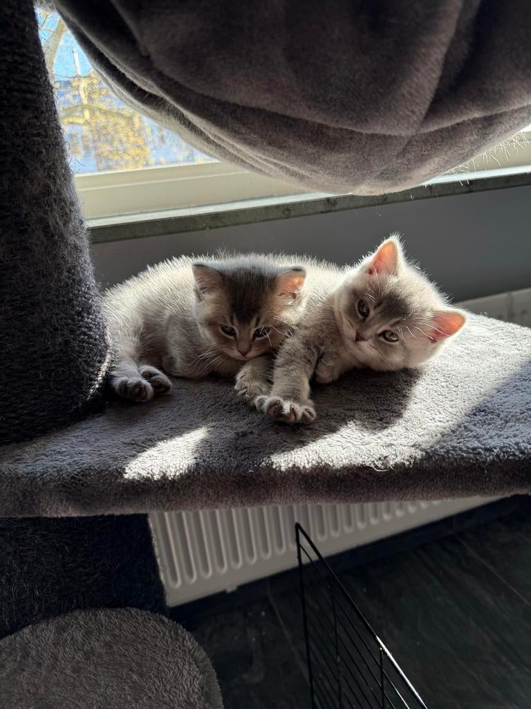 British shorthair kitten, Meerdere dieren, Ontwormd, 0 tot 2 jaar