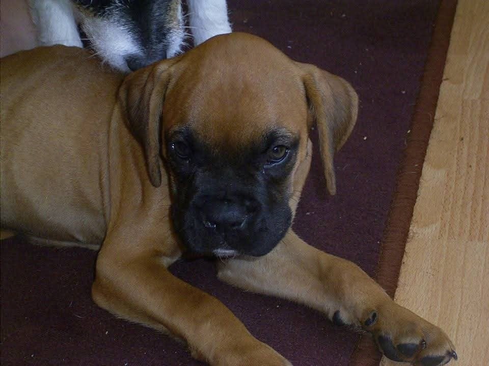 Op zoek naar een boxer, Reu, 8 tot 15 weken, Bulldog, Eén hond