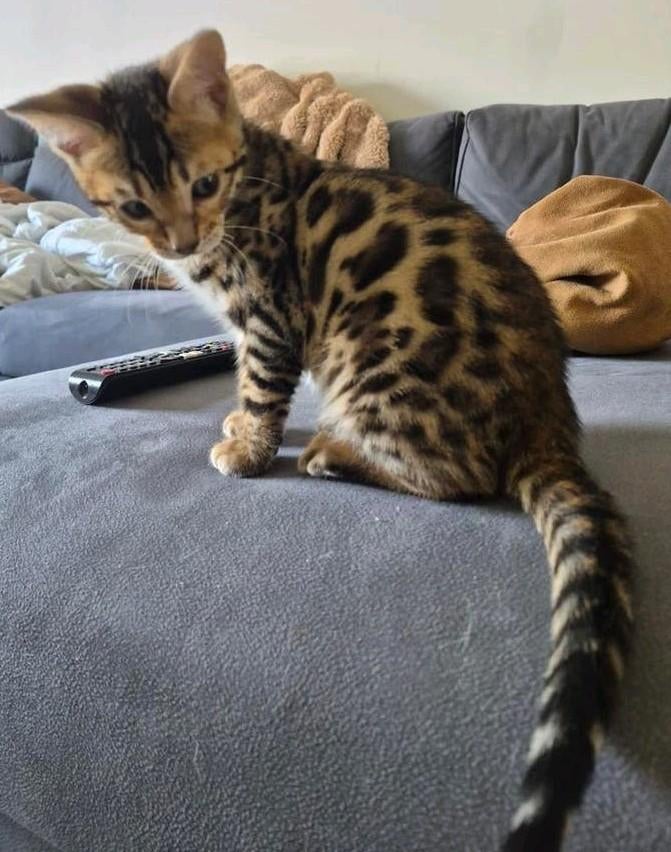 Bengaal kitten katertje mag direct verhuizen..., Dieren en Toebehoren, Katten en Kittens | Overige Katten, Kater