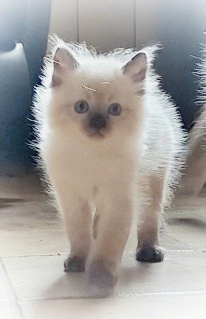 ragdoll kittens, Dieren en Toebehoren, Meerdere dieren, Gechipt, 0 tot 2 jaar