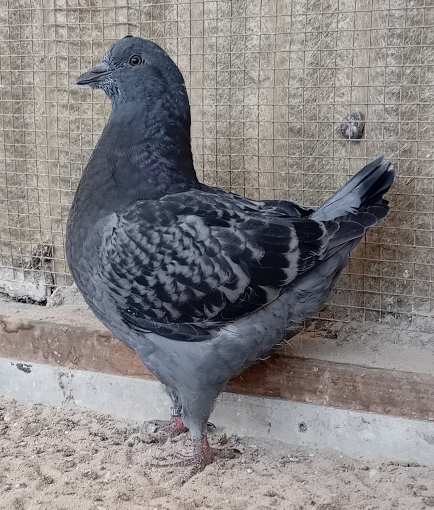 Kingduiven, Meerdere dieren, Overige soorten