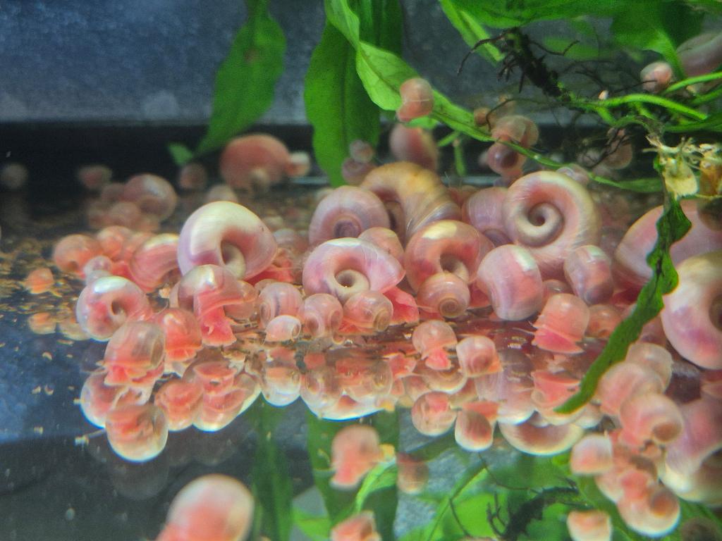 Posthoornslakken (Planorbarius corneus), 50 voor 17,50 euro, Slak of Weekdier, Zoetwatervis