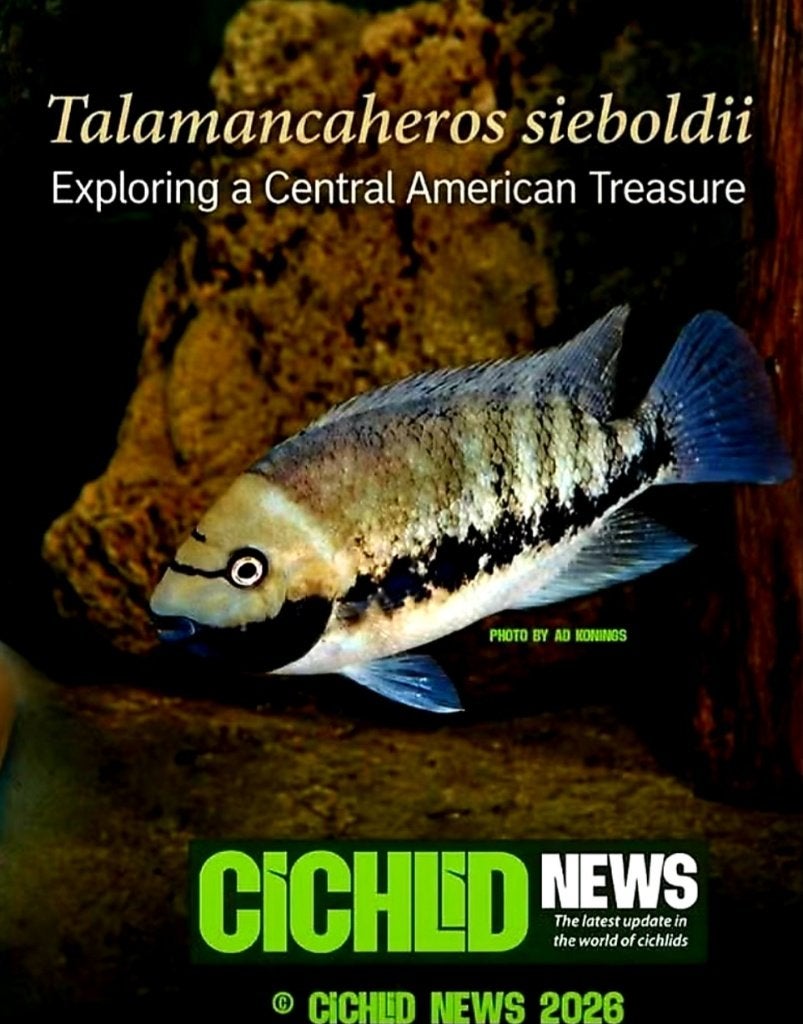 Tomocichla cichliden, Dieren en Toebehoren, Vis, Zoetwatervis