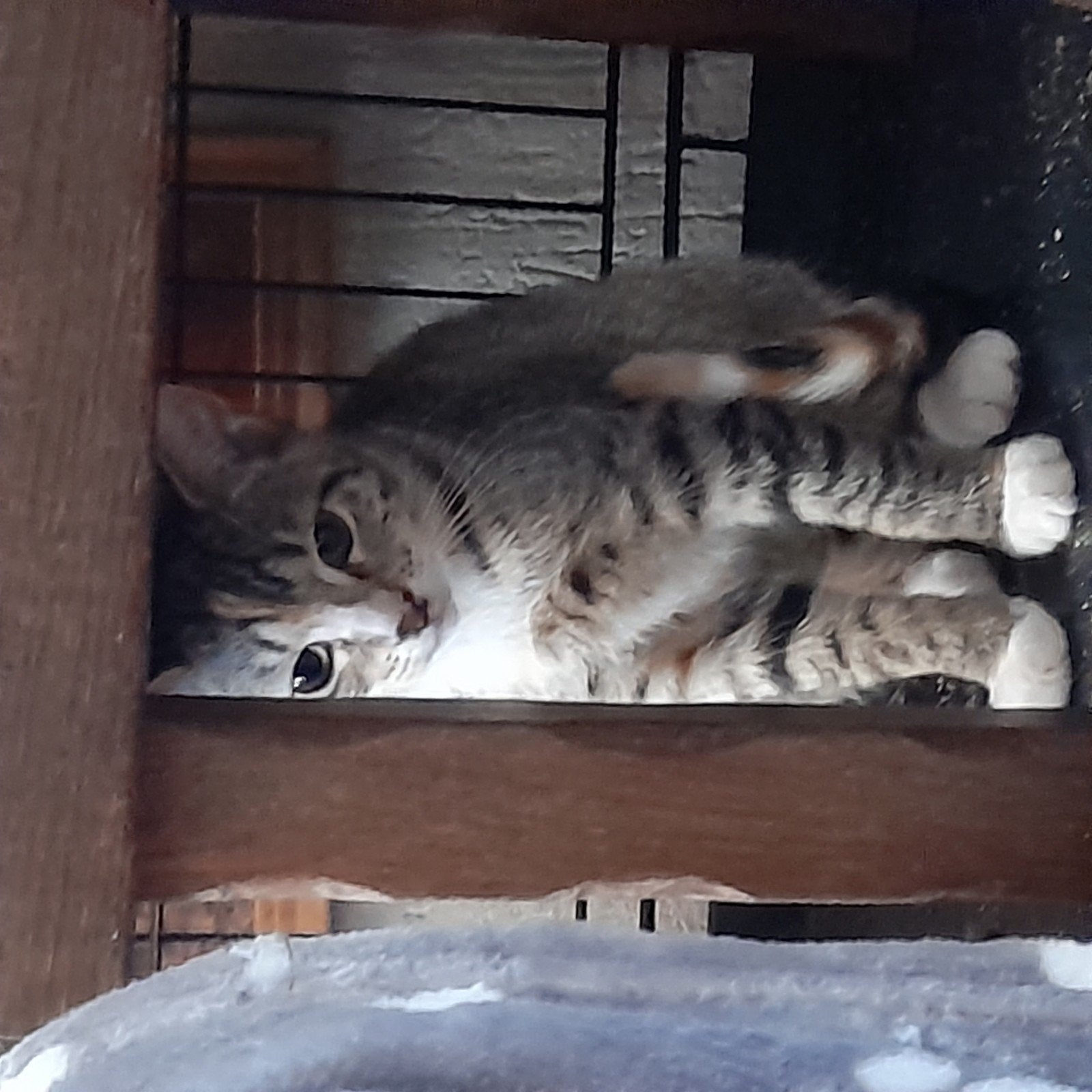 kittens Nog 1 Poesje, Kater, Kortharig, 0 tot 2 jaar