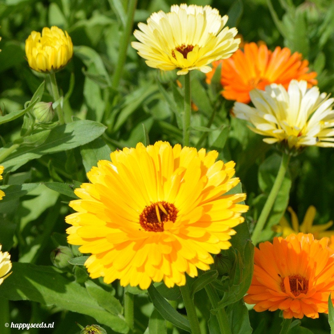 Uit de biologische moestuin: Goudsbloemen, plantjes, Tuin en Terras, Planten | Tuinplanten, Groenteplanten, Eenjarig, Ophalen of Verzenden