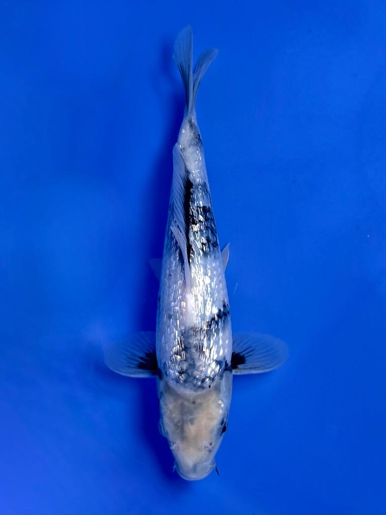 Ginrin Shiro Utsuri Kawakami | Young Nisai 25–30 cm, Karper of Koi