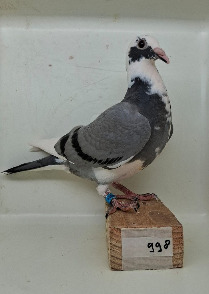 Te koop jonge duif uit "Victor" (998), Dieren en Toebehoren, Vogels | Duiven, Geslacht onbekend, Postduif