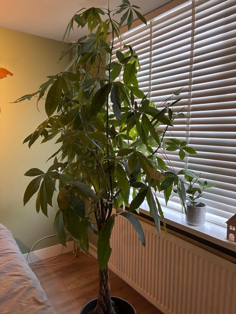 Geldboom (Pachira Aquatica) 180 cm hoog, Ophalen, Overige soorten, Halfschaduw, 150 tot 200 cm