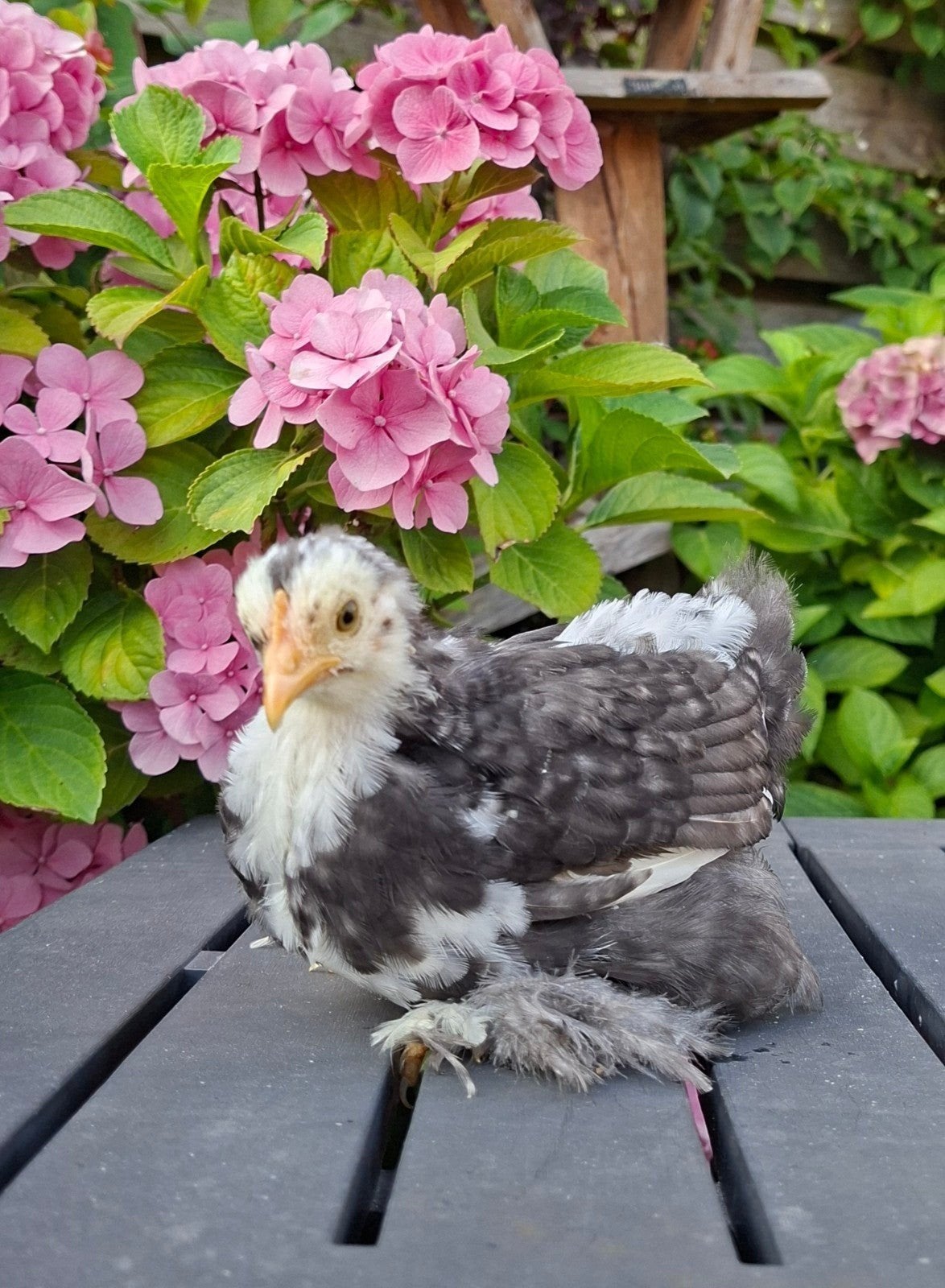2 leuke cochin kriel kuikens, hennetjes, Dieren en Toebehoren, Vrouwelijk, Kip